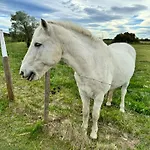 Le Mazet Sooksabai, Confort, Charme Et Decouverte En Petite Camargue *