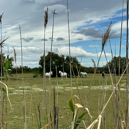 Hébergement de vacances Le Mazet Sooksabai, Confort, Charme Et Découverte En Petite Camargue Saint-Laurent-dʼAigouze