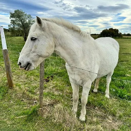 Le Mazet Sooksabai, Confort, Charme Et Decouverte En Petite Camargue *