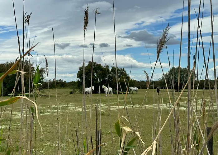 Vakantiehuis Le Mazet Sooksabai, Confort, Charme Et Decouverte En Petite Camargue Saint-Laurent-dʼAigouze