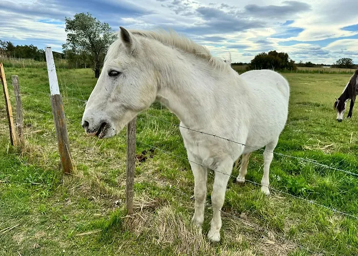 Le Mazet Sooksabai, Confort, Charme Et Decouverte En Petite Camargue *